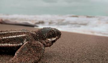 6 Day Borneo Wildlife Itinerary, incl. Kota Kinabalu and Sandakan