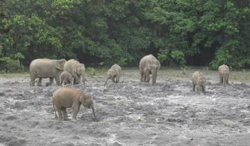 Tabin Wildlife Experience (expérience de la faune et de la flore) circuit