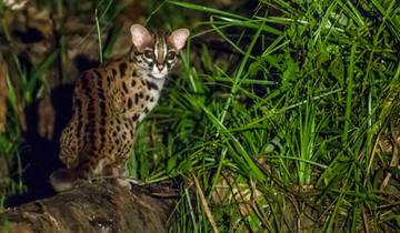 3 Days in Borneo Wildlife, incl. Tabin Reserve and Lahad Datu