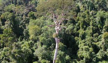 3 Days in Borneo Wildlife, incl. Tabin Reserve and Lahad Datu