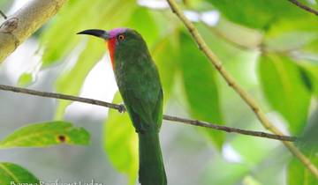 3 Days in Borneo Rainforest, incl. Danum Valley and Lahad Datu