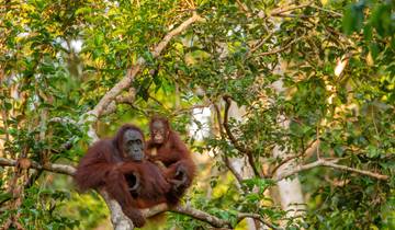 Indonesia Adventures: Borneo\'s orangutans, Java\'s volcanic world & Bali\'s Island Dream Tour