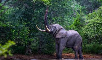 Safari lune de miel de 7 jours et aventure côtière au Cap circuit