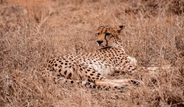 7-Day Game Drives, Kruger Park Safari and Panorama Route Tour