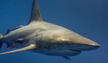 South African Shark Safari Tour