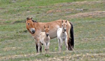 Weite Steppe - Wildpferde Rundreise