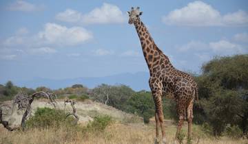 8-Day Luxury Adventure: Cape Town and Kruger Safari.\" Tour