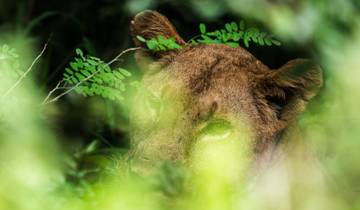 Depuis Zanzibar : 3 jours de safari dans le Selous, bateau, randonnée et vols