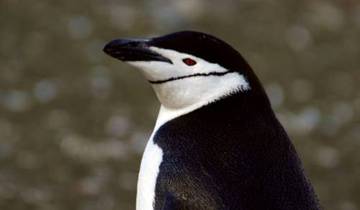 Antarctica -  The Realm of Penguins & Icebergs Tour