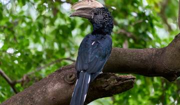 14 Days Bird Watching