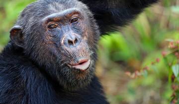 Geluxe: Tanzania: Chimp Trekking & Serengeti Safari