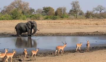 Addo Adventure (from Mpumalanga to Table Mountain) Tour