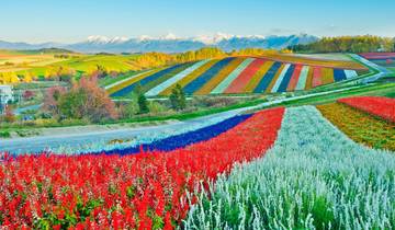 6 Days Hokkaido\'s Floral Symphony Tour (private guide & driver）The best time to visit falls between June and August in summer. Tour