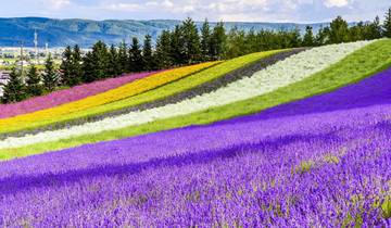6 Days Hokkaido's Floral Symphony Tour (private guide & driver）The best time to visit falls between June and August in summer.