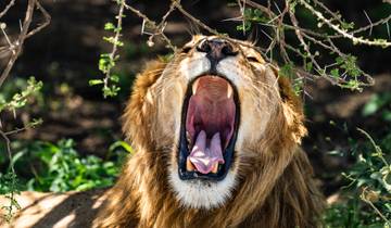 Un viaje por el cráter del Ngorongoro y el Parque Nacional del Serengeti