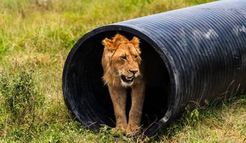 Depuis Arusha, 3 jours : Un voyage à travers le cratère du Ngorongoro et le parc national du Serengeti