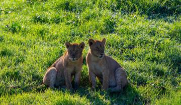 Jewels of Northern Tanzania: Tarangire, Manyara, and Lake Natron