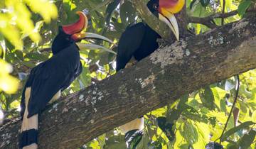 Borneo-Bokeh: Auf Fotosafari in den Wäldern Sarawaks und Sabahs