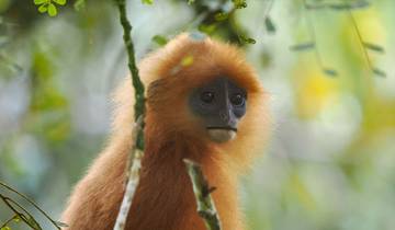 Bornéo-Bokeh : un safari photo dans les forêts du Sarawak et du Sabah