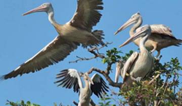 Prek Toal vogelreservaat&Tonle Sap drijvendagenmeer privé boottocht