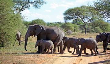 The Best of Tanzania\'s National Parks Tour