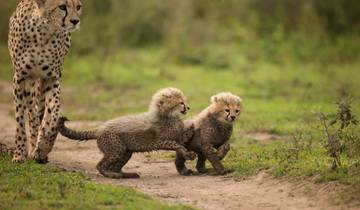 Vanuit Arusha: 6-daagse privé-safari Oostelijke Grote Riftvallei-rondreis