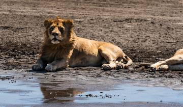 Vanuit Arusha: 6-daagse klassieke gamedrive Serengeti & Ngorongoro