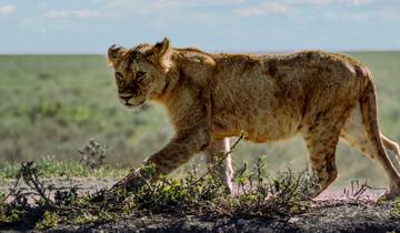 Serengeti sensatie – Ontdek de wilde Afrikaanse Savanne