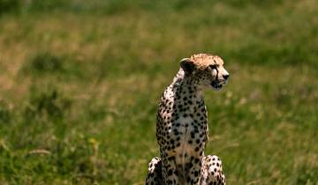 From Arusha 6 days Great Northern Circuit Wildlife Safari: Tarangire, Lakes Natron/ Manyara, Serengeti Tour
