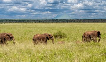 Au départ d\'Arusha, 8 jours de Safari Serengeti Aller/Retour : Tarangire, Lac Natron, Serengeti, Ngorongoro circuit