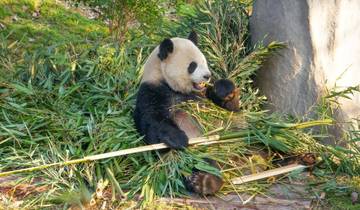 China with Pandas: Beijing, Xi'an, Chengdu (Join-in Small Group 4-6pax)