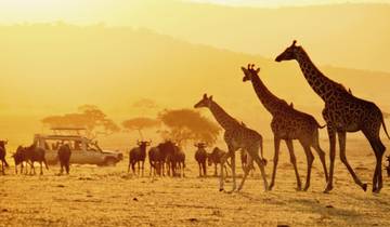 Arusha, Tarangire, Lake Manyara, Ngorongoro & Serengeti Safari 6 Tage Rundreise