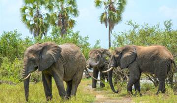 From Arusha: 11 Days famous Serengeti Inside out safari Tour