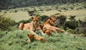 Au départ d\'Arusha : 14 jours Serengeti,L.Natron,L.Manyara Safari Northern Circuit Roundtrip Complete circuit