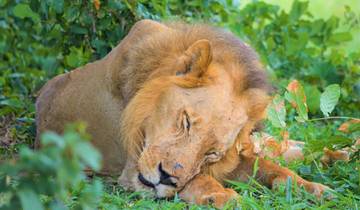 Van Zanzibar naar Selous wildreservaat 8 dagen : Eilanddromen & Safari Avontuur