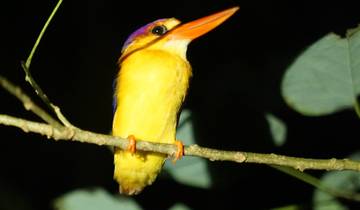 6 Days in Borneo Wildlife, incl. Sandakan and Kinabatangan River