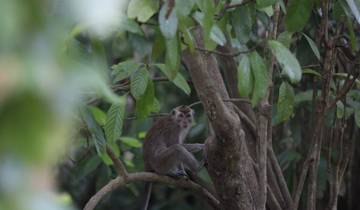 6 Days in Borneo Wildlife, incl. Sandakan and Kinabatangan River