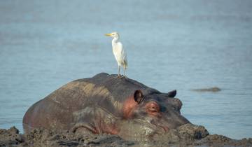 From Zanzibar 11 days Zanzibar & Selous Game Reserve / Nyerere National Park family package safari trip