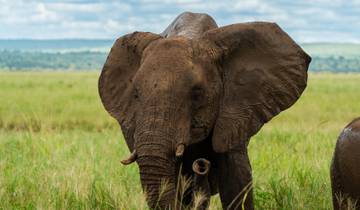 Au départ de Zanzibar : Safari de 2 jours à Tarangire et Manyara avec vols circuit