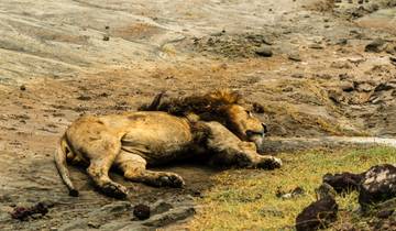 Au départ de Zanzibar : 3 jours de safari sur le circuit nord avec vols