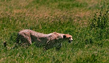 Circuito Desde Zanzíbar: Safari de 4 días en el P.N. del Serengeti: 2 safaris de día completo + safari a pie + safari nocturno con vuelos