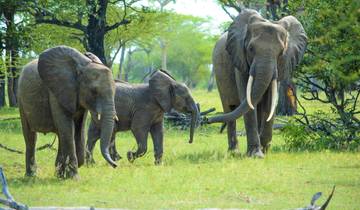 3 Excursions + 3X Full-Day  Selous Game Drive