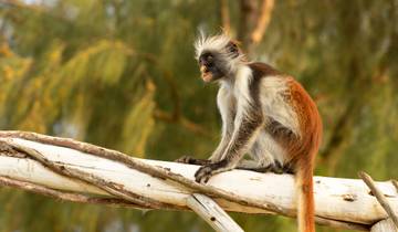 From Zanzibar : 14 days Culture and Beach Holiday, Spices, Relaxation and History Trip