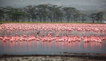 4 Days Masai Mara & Lake Nakuru |Group Safari