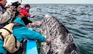 Baja California Ballenas y Desierto 11 Días - Invierno