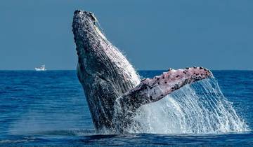 Baleines et désert de Basse-Californie - 13 jours - Hiver