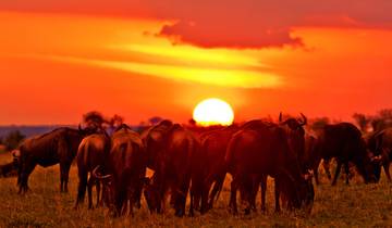 4 Days Masai Mara and Lake Nakuru Budget Safari on 4x4 Land Cruiser Jeep