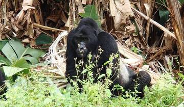 3 Days Uganda Gorilla Trekking- Luxury Option