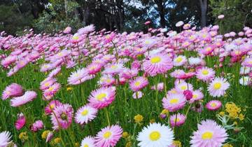 Voyage en Australie occidentale à la découverte des fleurs sauvages