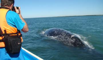 Baja's Whale Wonders & La Paz Escapades 6D/5N